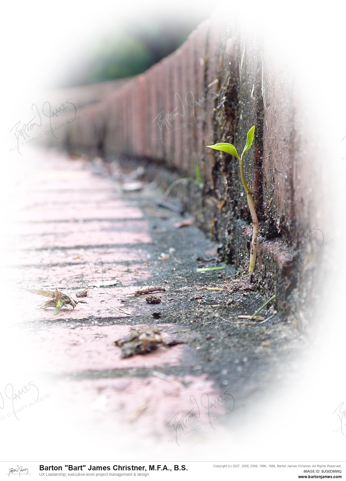 20030218 ADVERTISING seedling on bricks final PHOTO