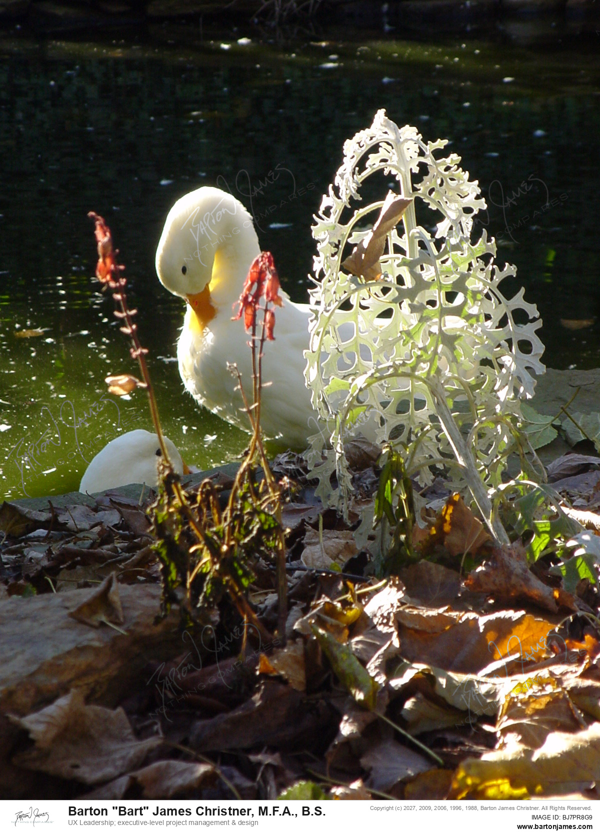 20041028 WILDLIFE ARTHHLandscaping Ducks PHOTO