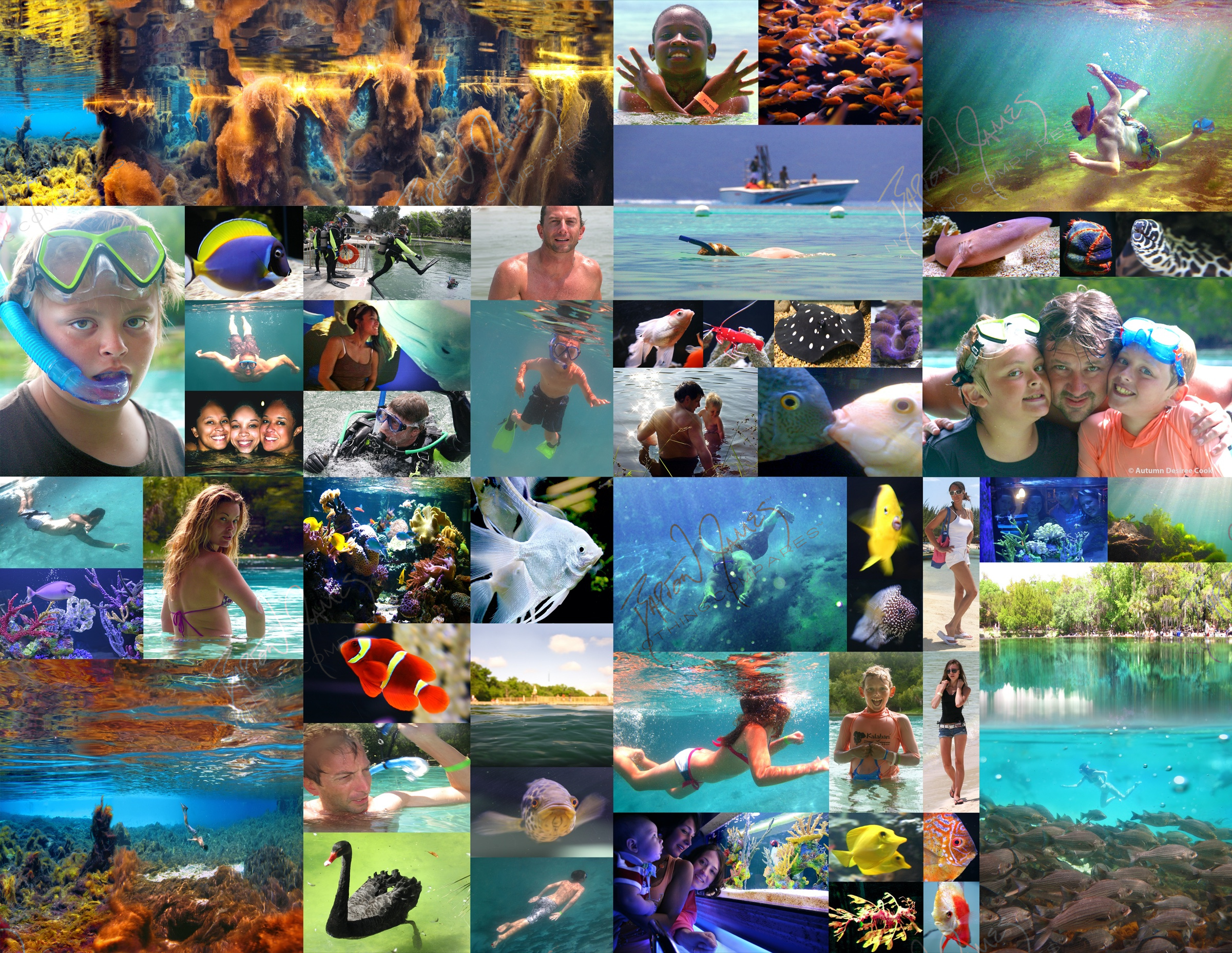 D1 Aquatic: a collage of the work in this chapter