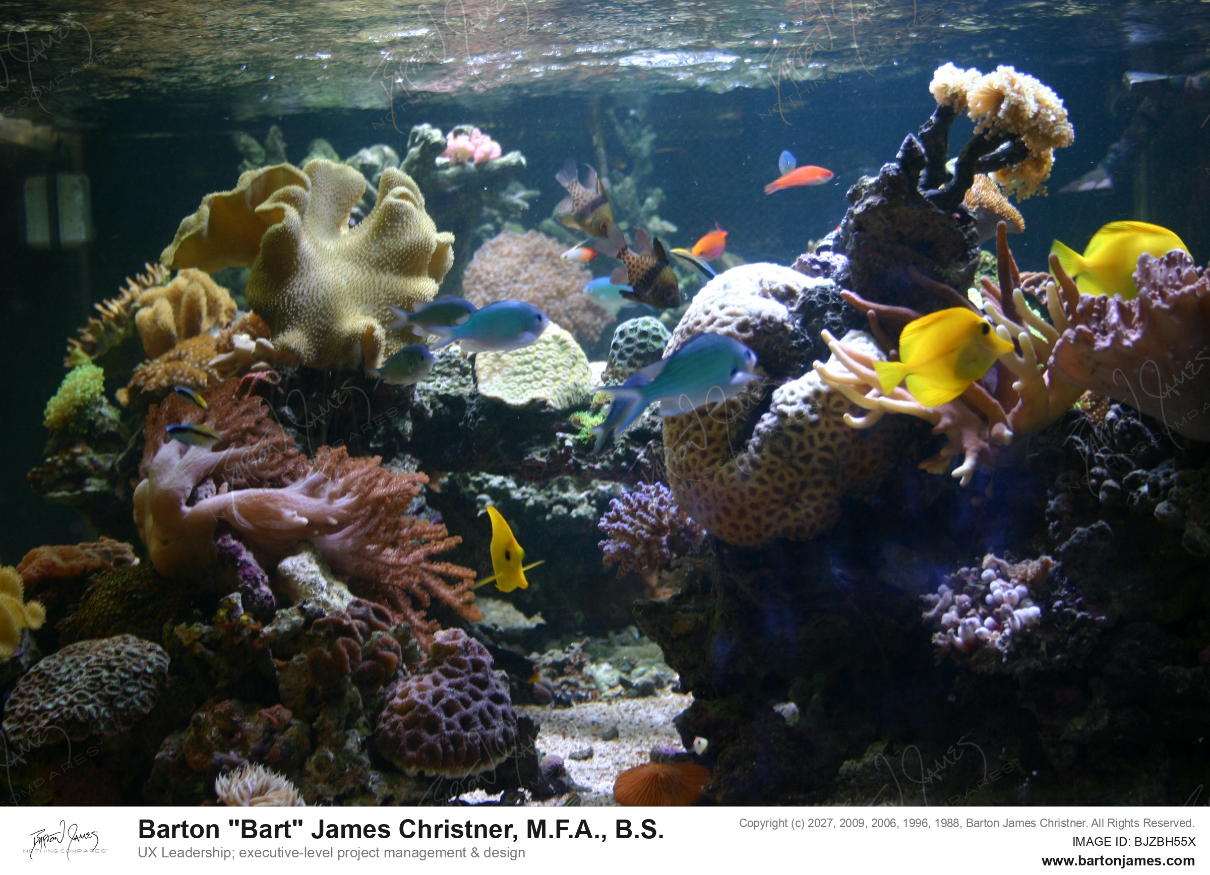 20051027 WILDLIFE ARTWet Pets Animals IMG1428 PHOTO