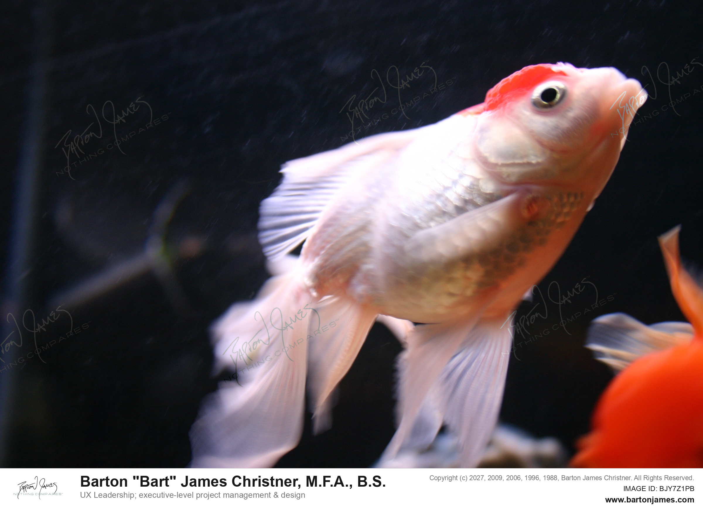20051027 WILDLIFE ARTWet Pets Animals IMG1801 PHOTO