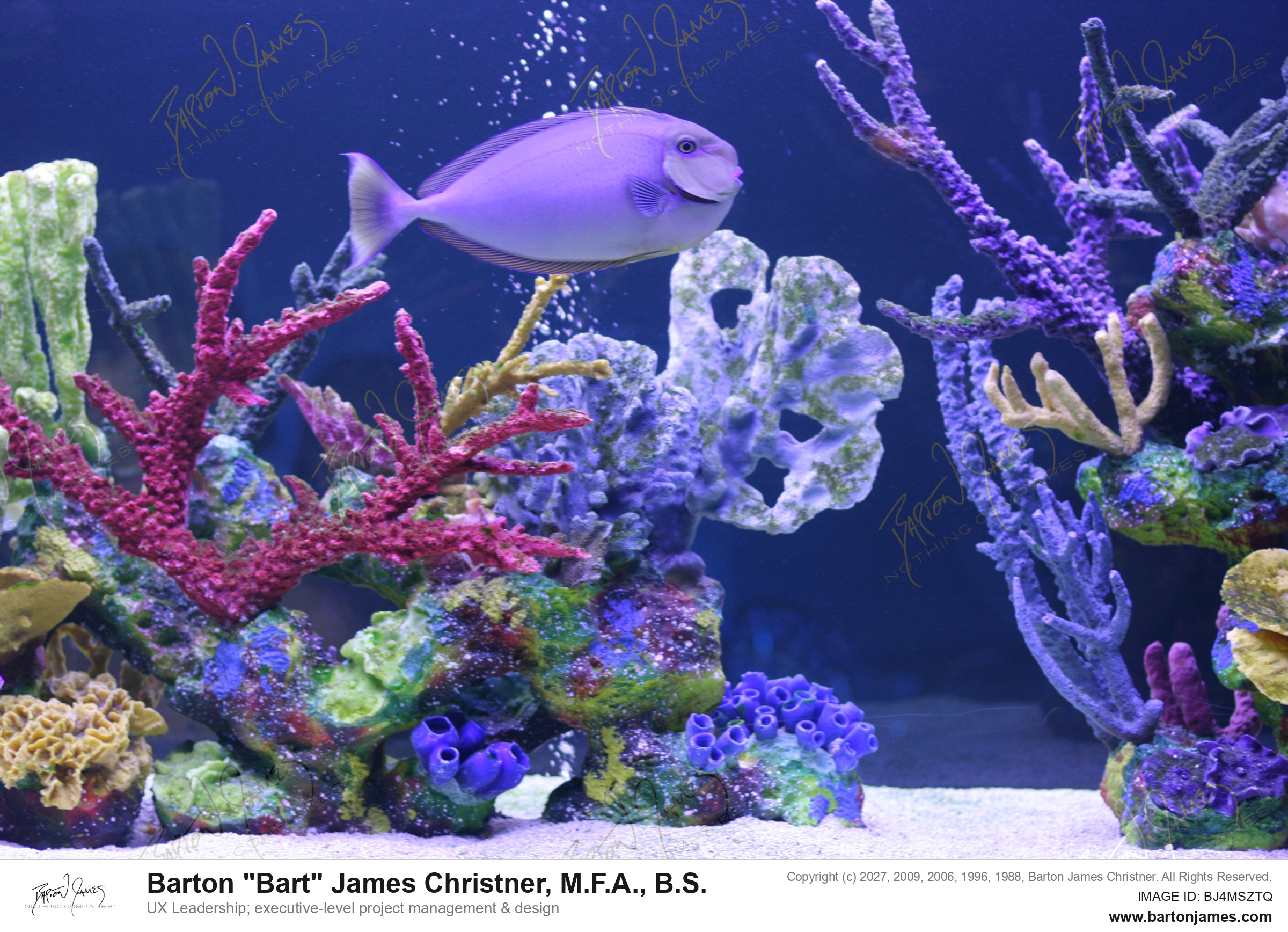 20080411 COVER NJMTCCover Aquarium Jason Ralston IMG8213 PHOTO