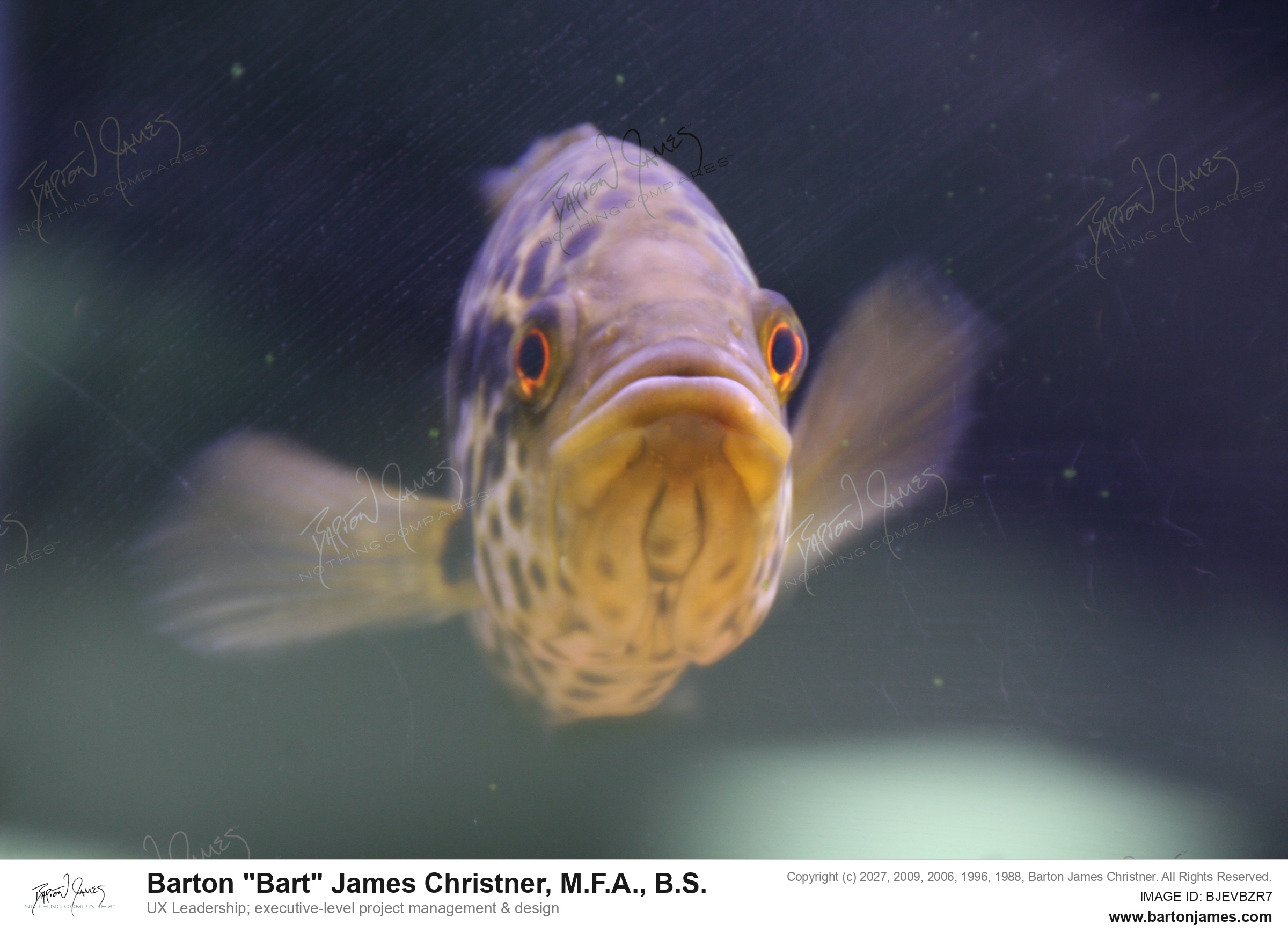 20140723 WILDLIFE Wet Pets Aquatic IMG2837 PHOTO