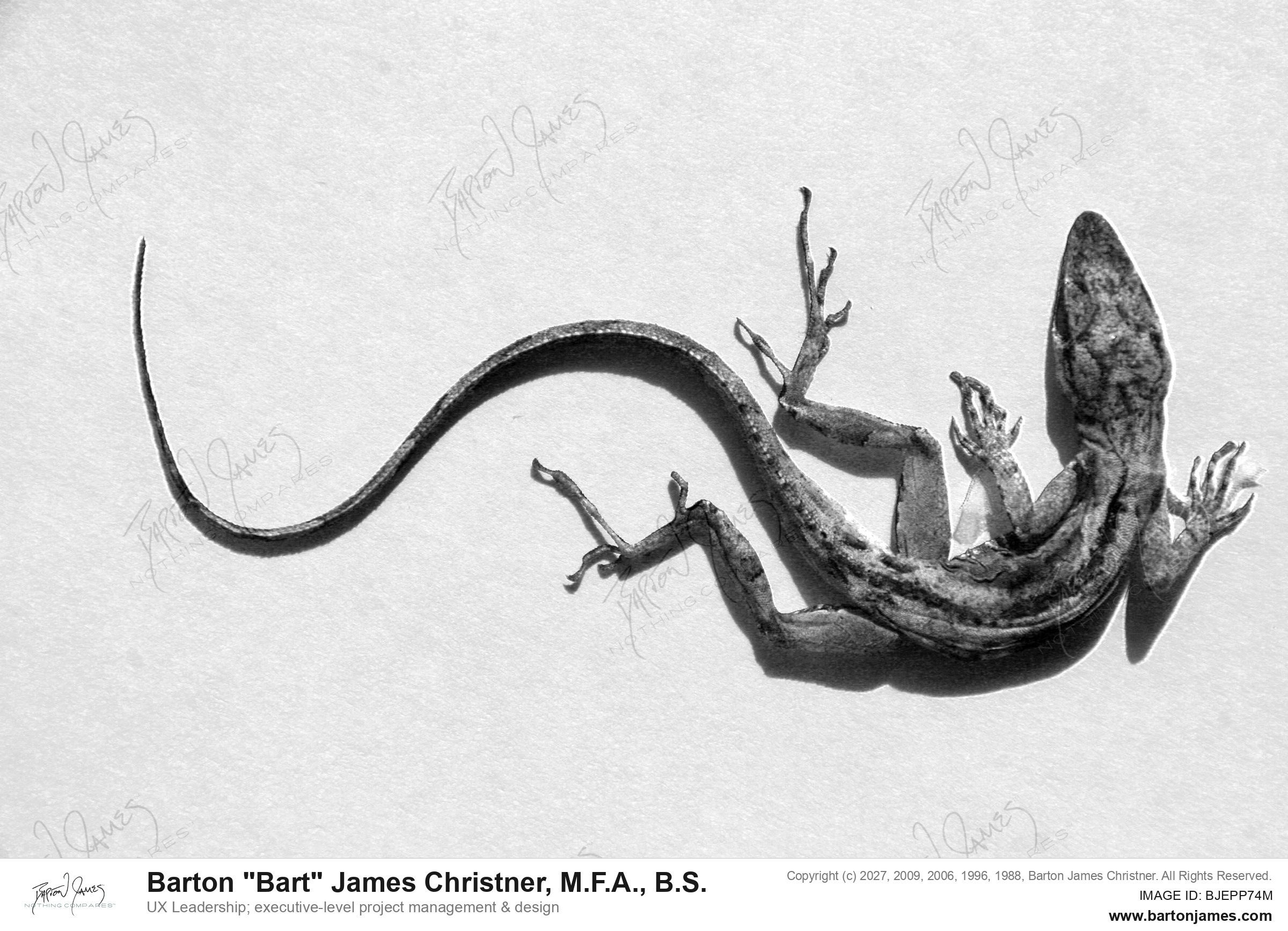 20111007 WILDLIFE 32Woodstone Chameleon Curves Dead IMG5217bw PHOTO