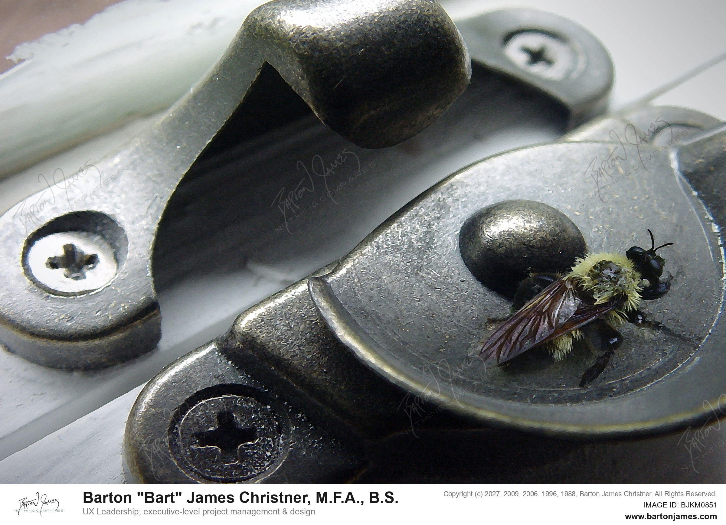 20030201 G0Px Bee On Window Latch PHOTO