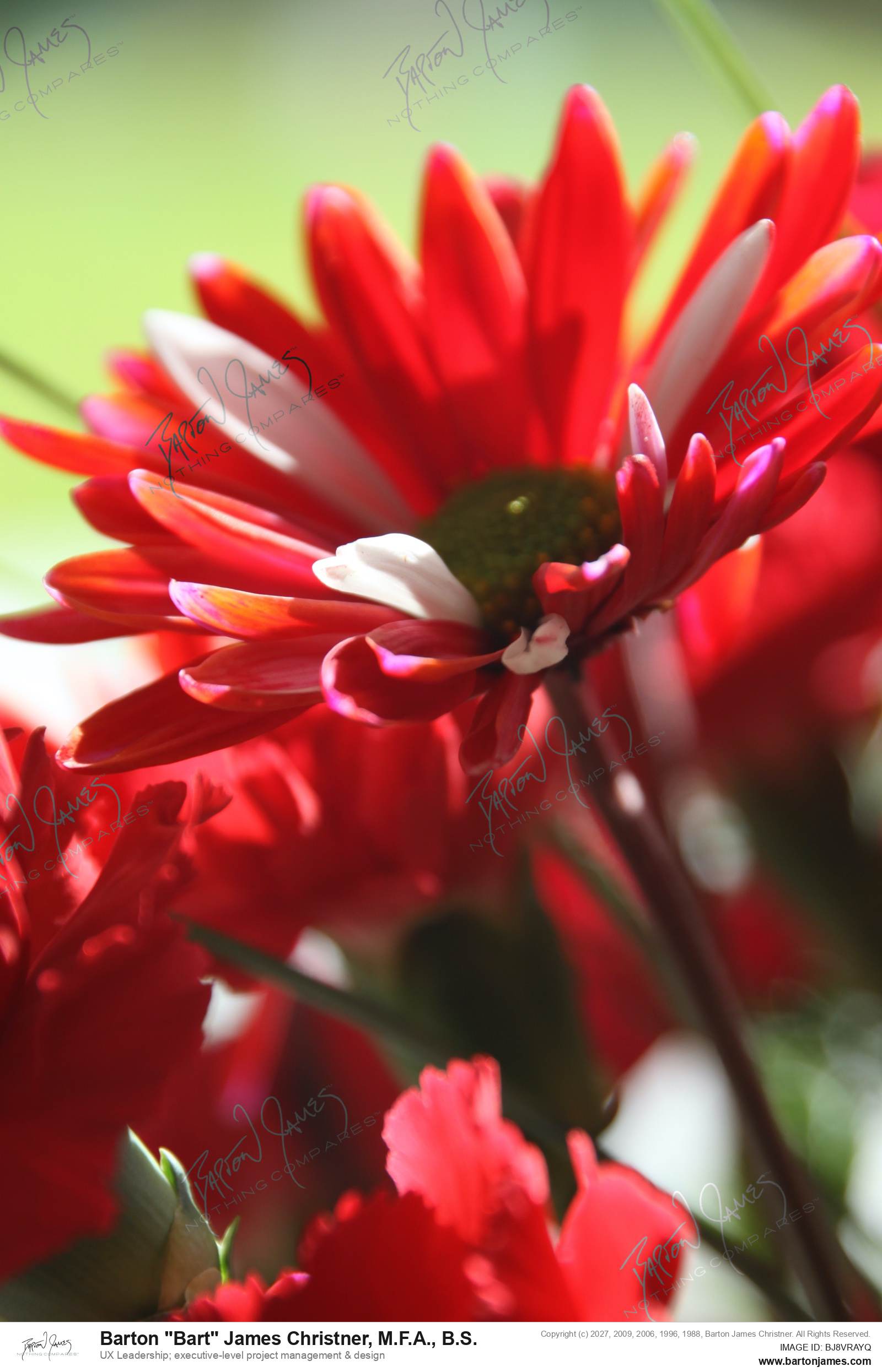 20100909 FLORAL 269Perfect Red Bouquet Close Ups PHOTO