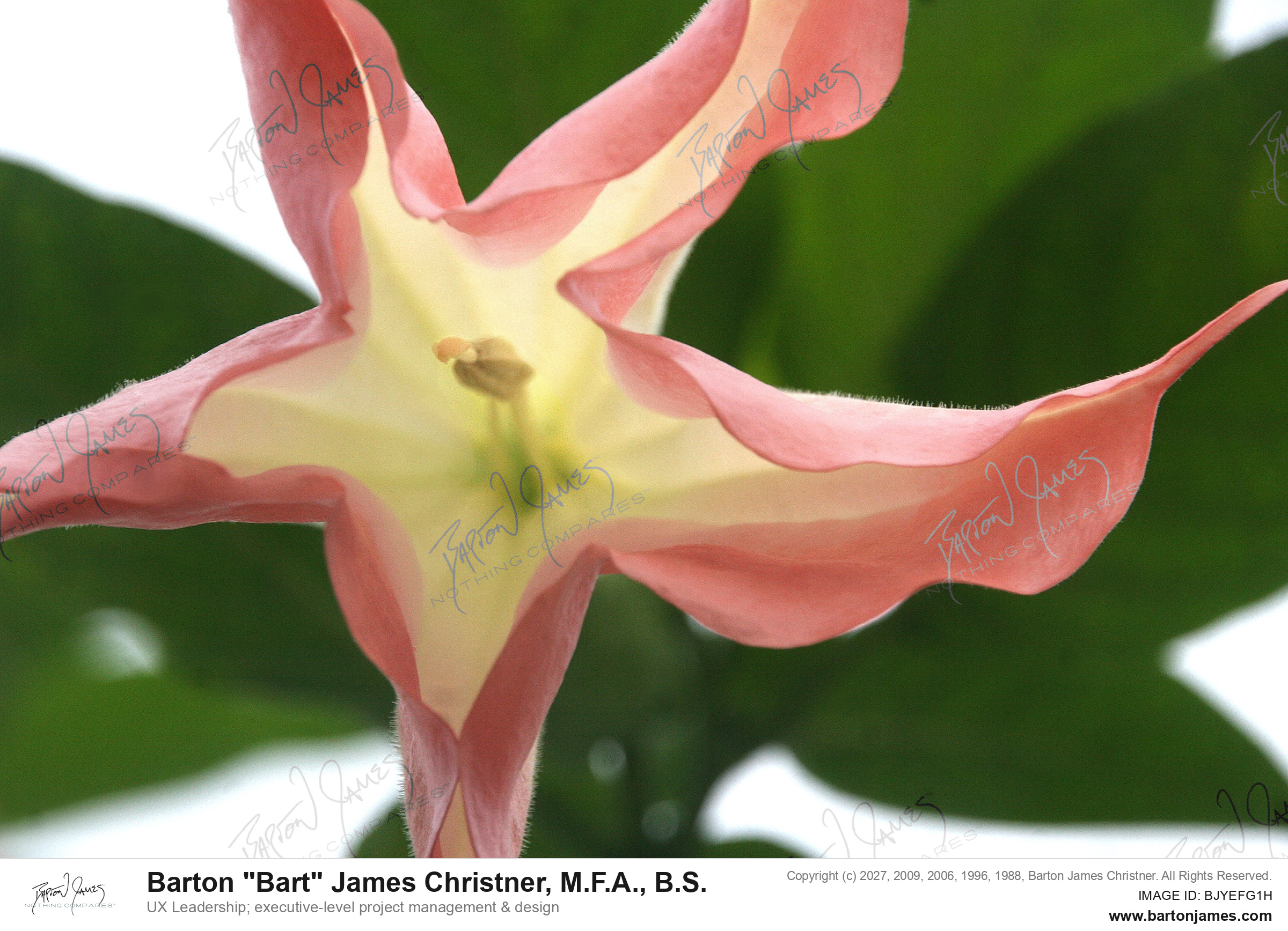 20131112 FLORAL 32Woodstone Eccentric Flower Front Yard PHOTO