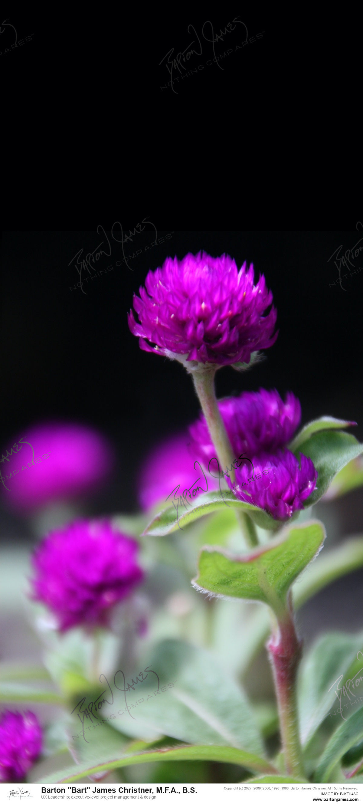 20140925 FLORAL Pittsburgh Double Tree Bus Stop Park Red Purple Yellow Flowers PHOTO