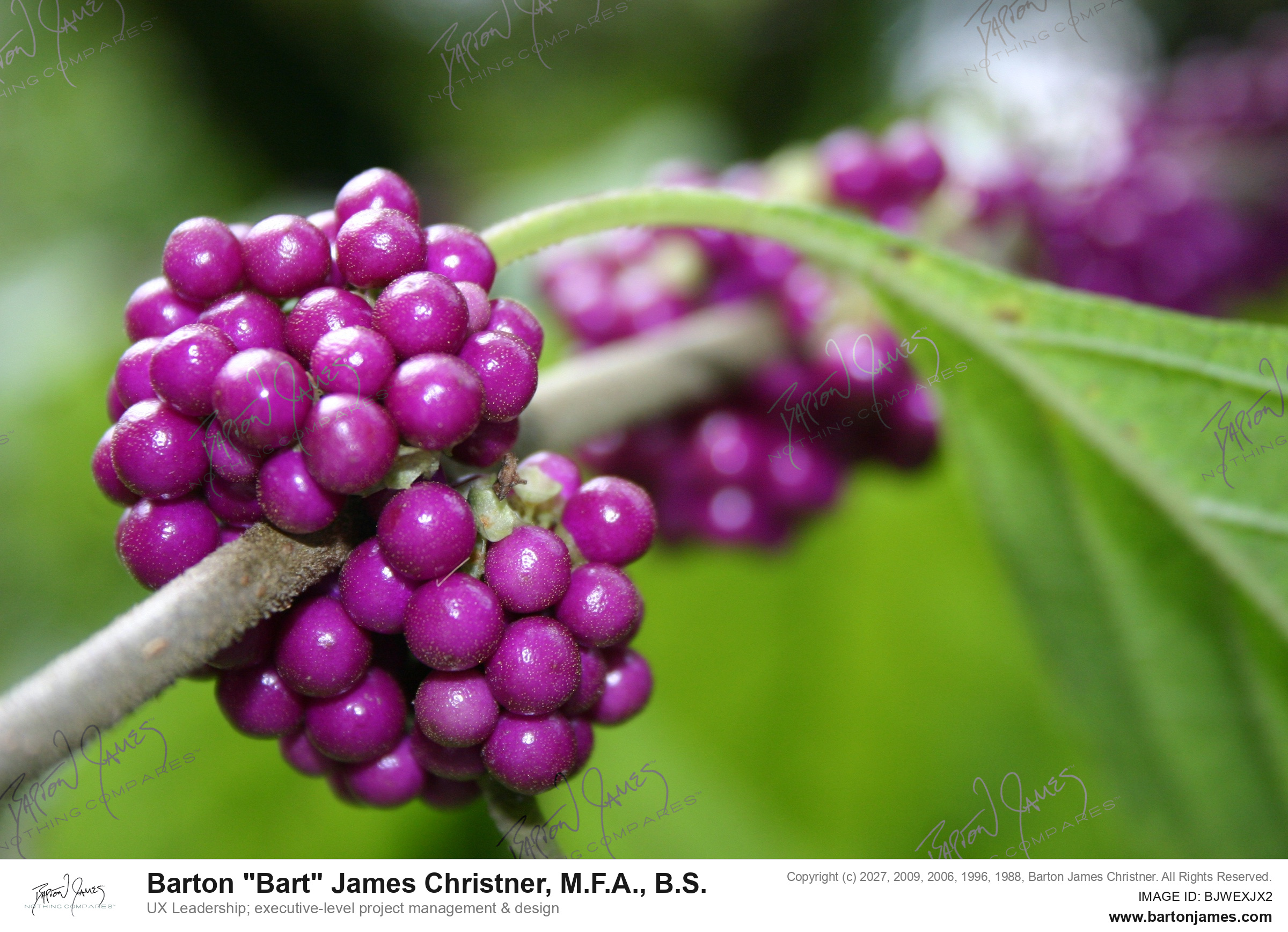 IMG 0197 PHOTO