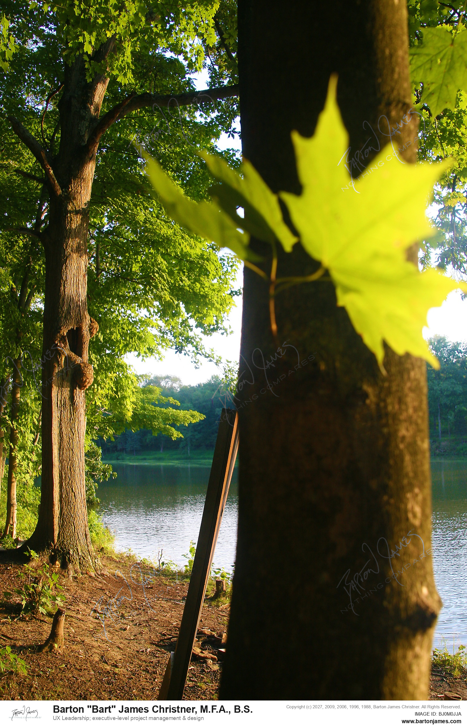 20130826 LANDSCAPE CDAFire Tree From Railbed PHOTO