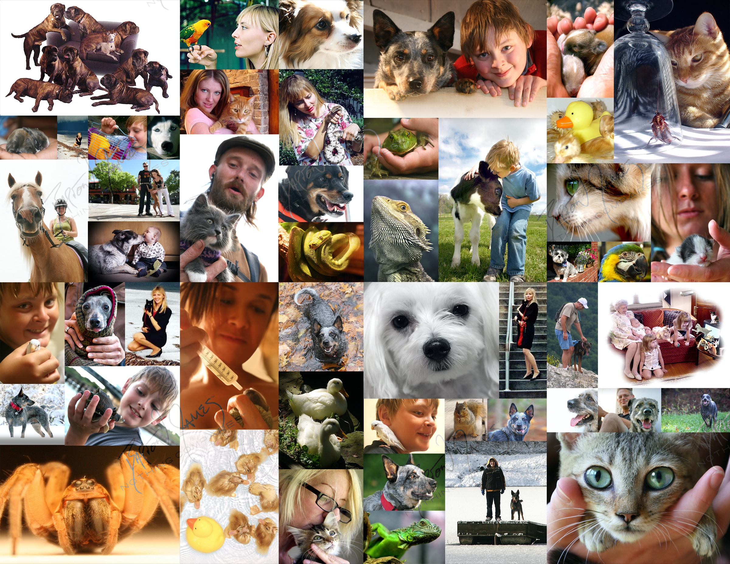 D1 Pet: a collage of the work in this chapter