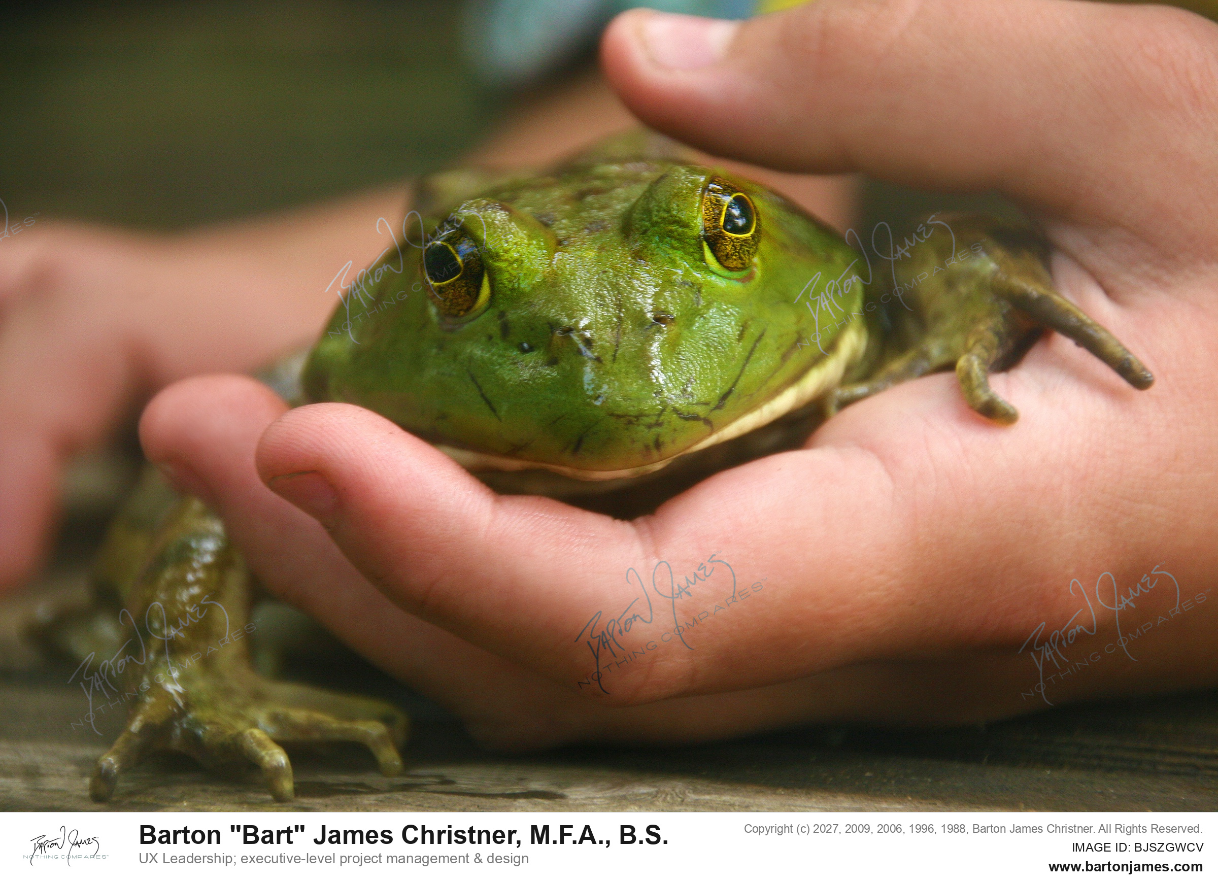 20130808 WILDLIFE CDABull Frog Close Up PHOTO
