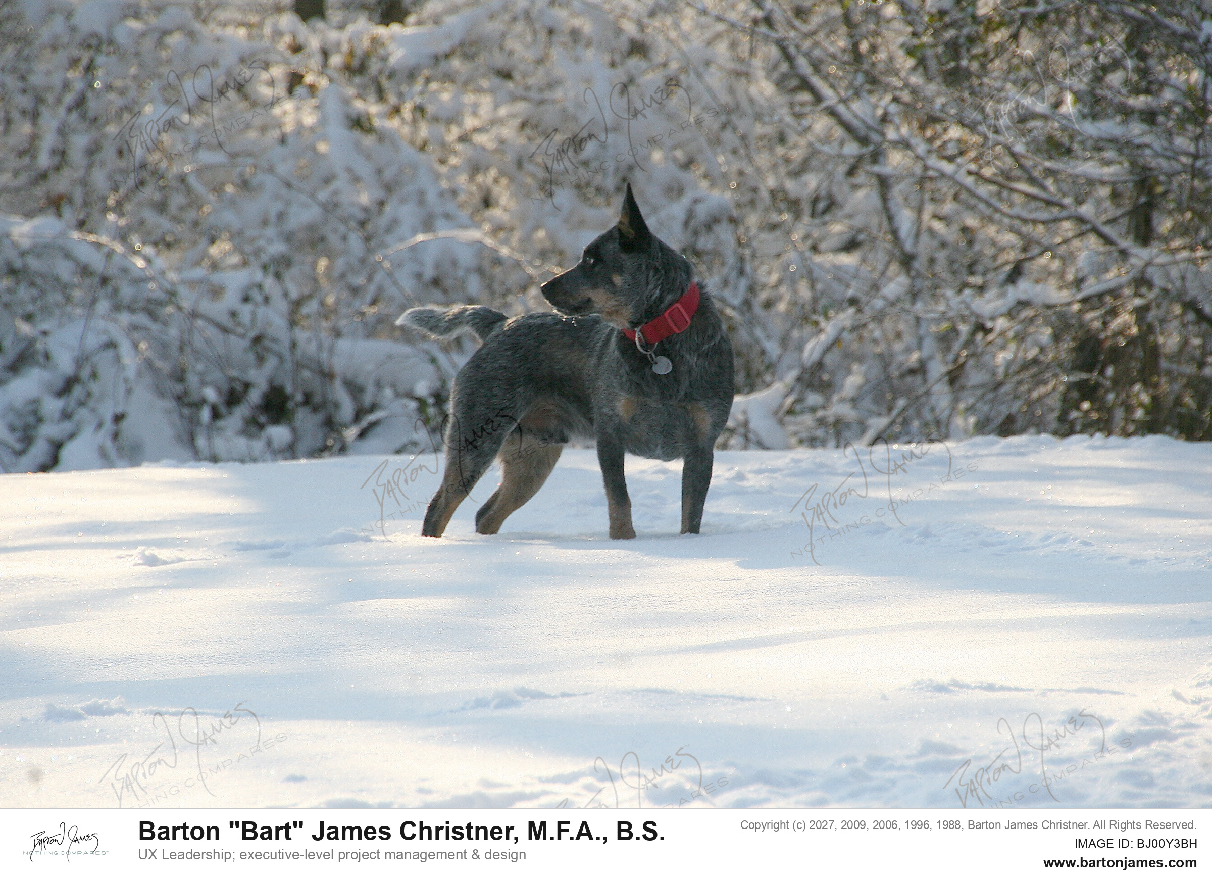 20131129 PET Deerhead Snow Coating Sunshine Dogs In Field Joey Faith PHOTO