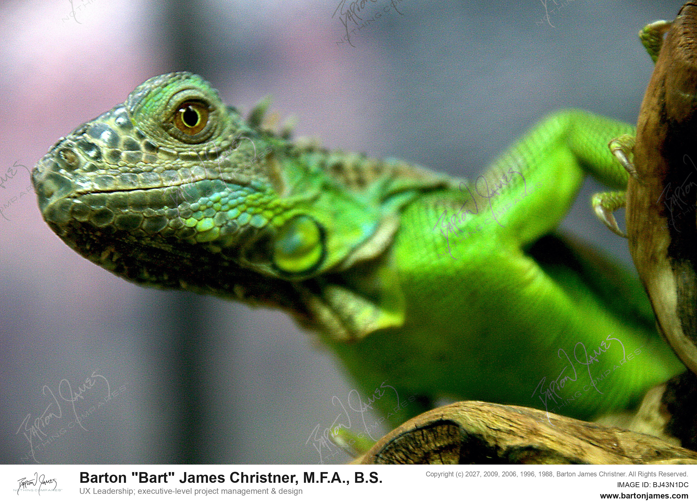 20140723 WILDLIFE Wet Pets Chameleon PHOTO