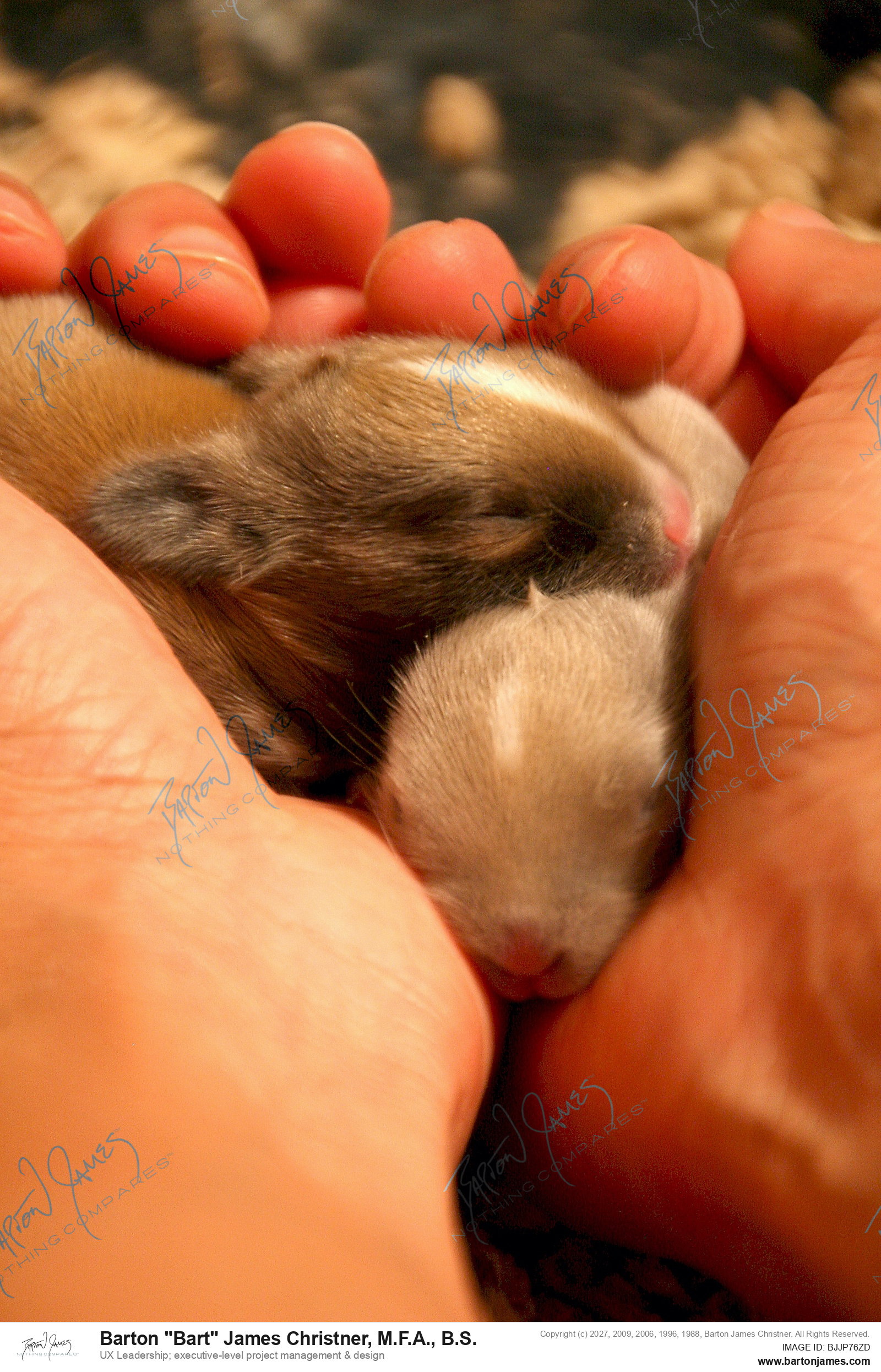 20140920 PET 32Woodstone Baby Bunny Feeding Video IMG5413 PHOTO