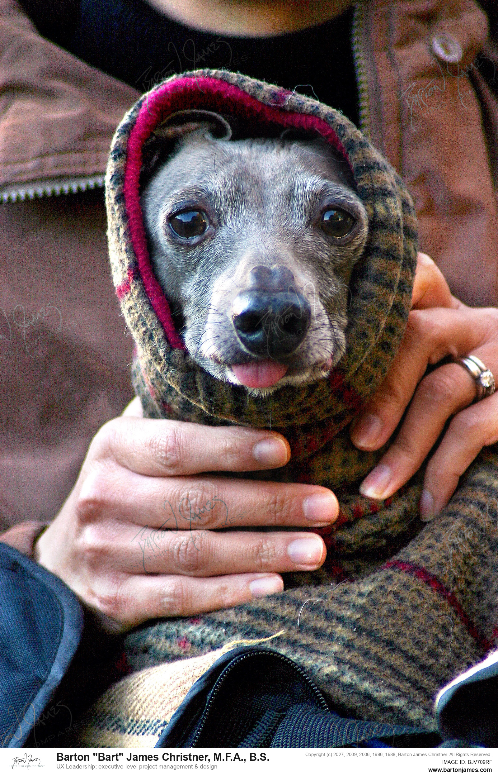 20141129 PET IMG 2375 PHOTO