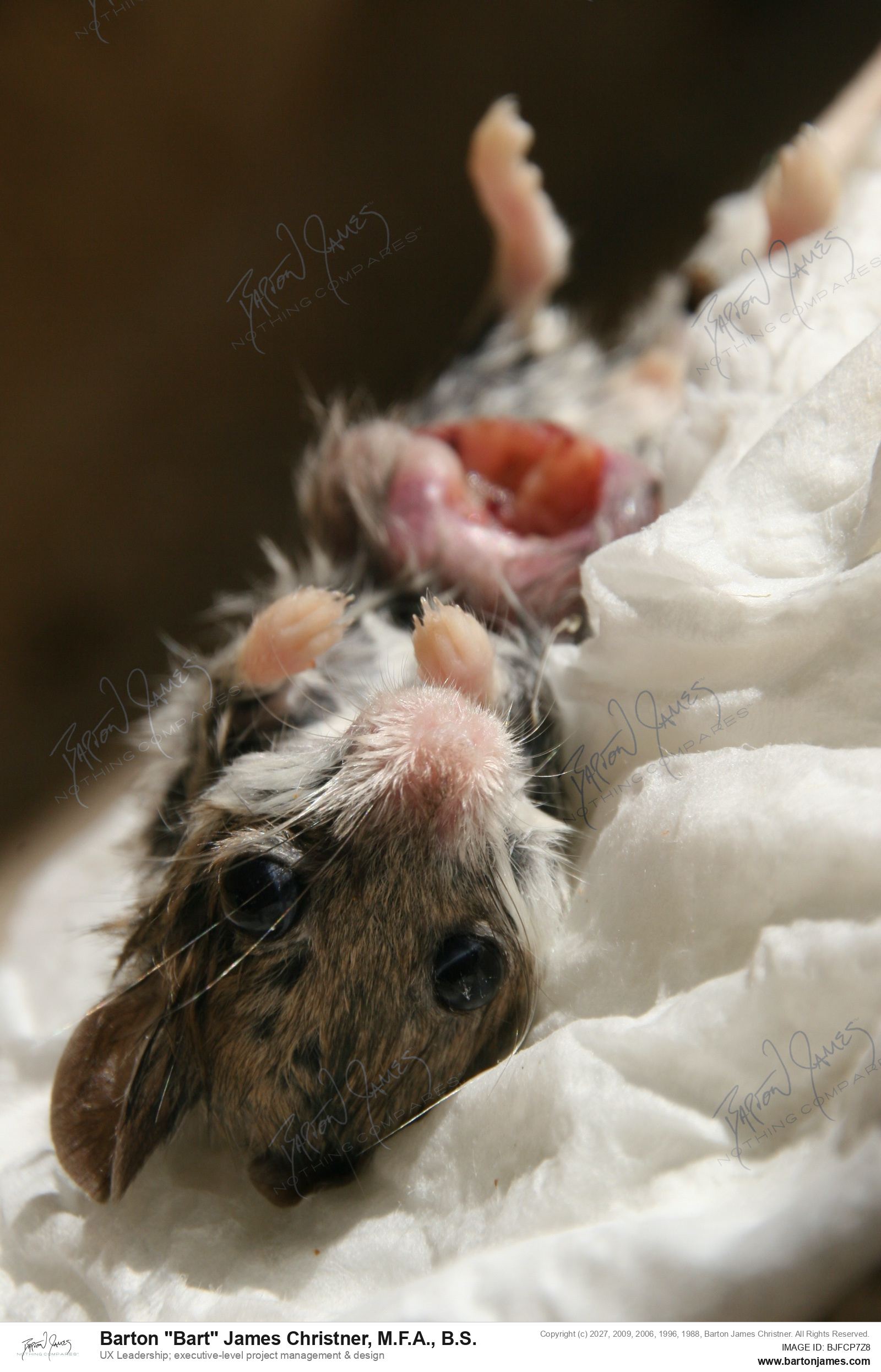 20110930 SCIENTIFIC Dwarf Guinnea Pig Infected Scent Gland PHOTO