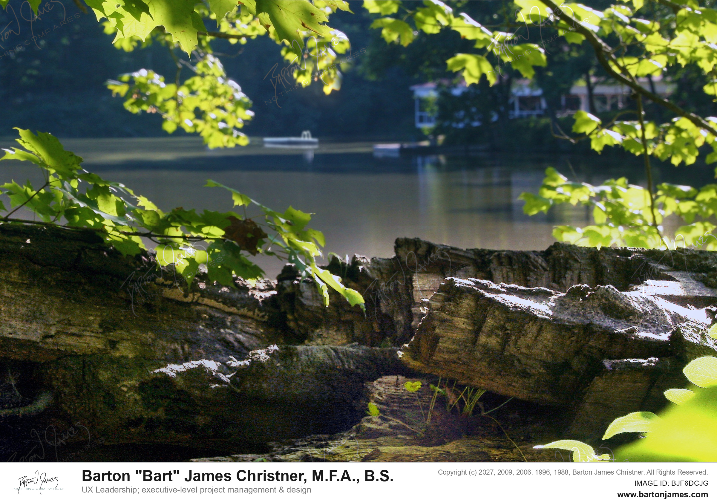 20130904 LANDSCAPE CDAPavillion From Fallen Trees PHOTO