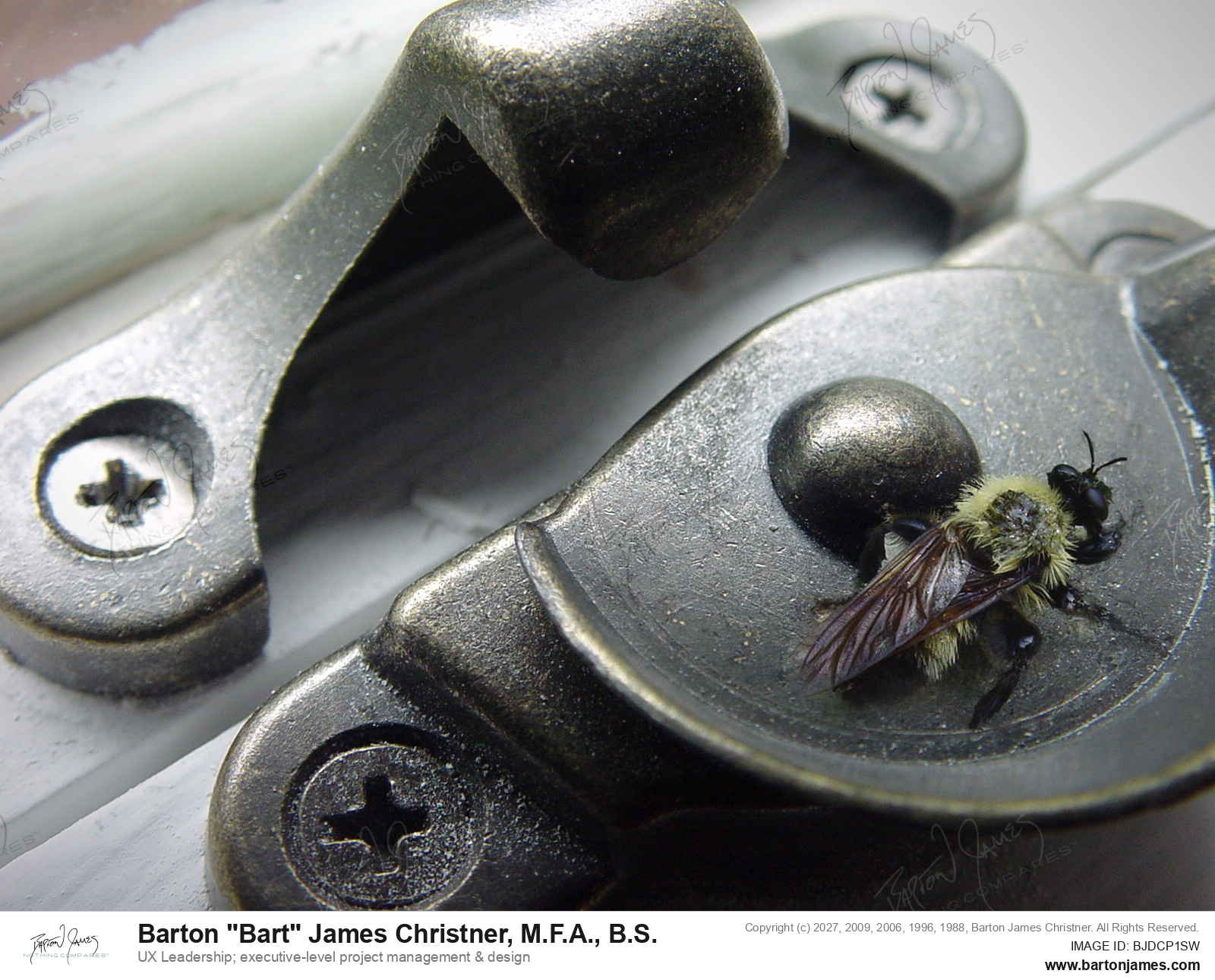 20021023 WILDLIFE bee on latchcopy PHOTO