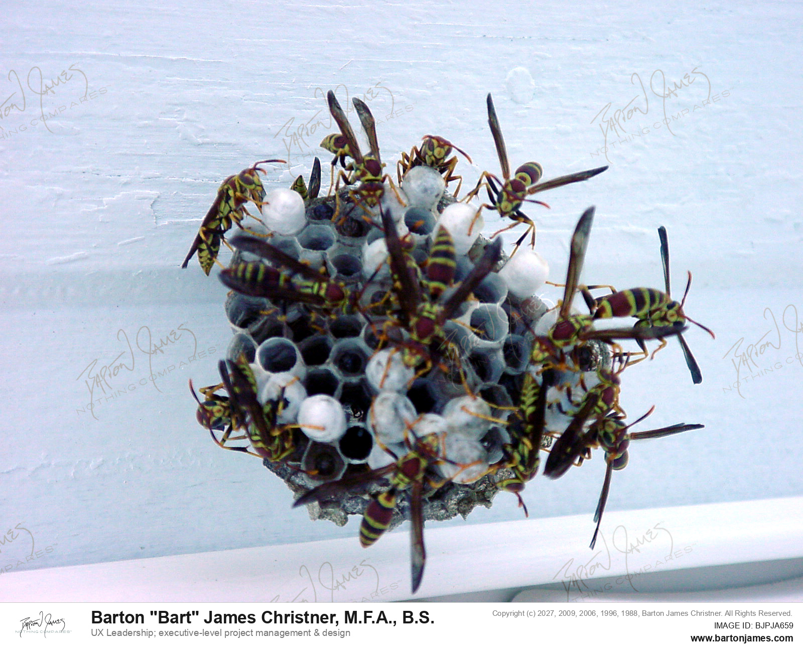 20030201 G0Px Bee On Window Latch DSC00540 PHOTO