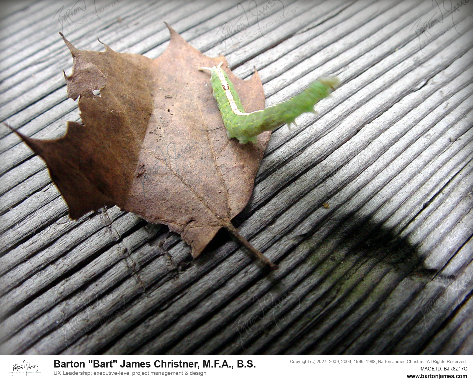 20030201 G0Px Inchworm And Leaf PHOTO