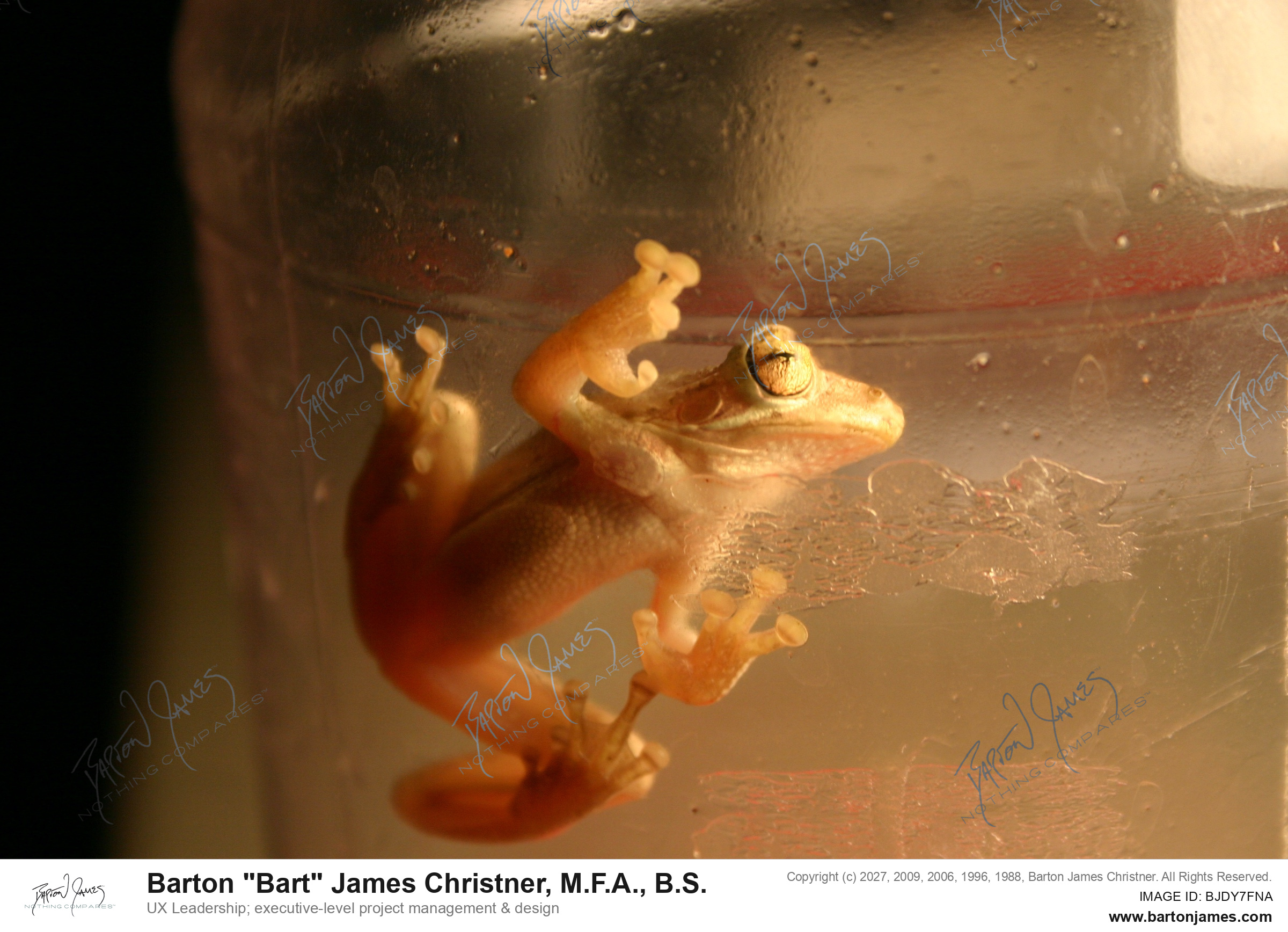 20060901 WILDLIFE ARTDaytona Tree Frog PHOTO