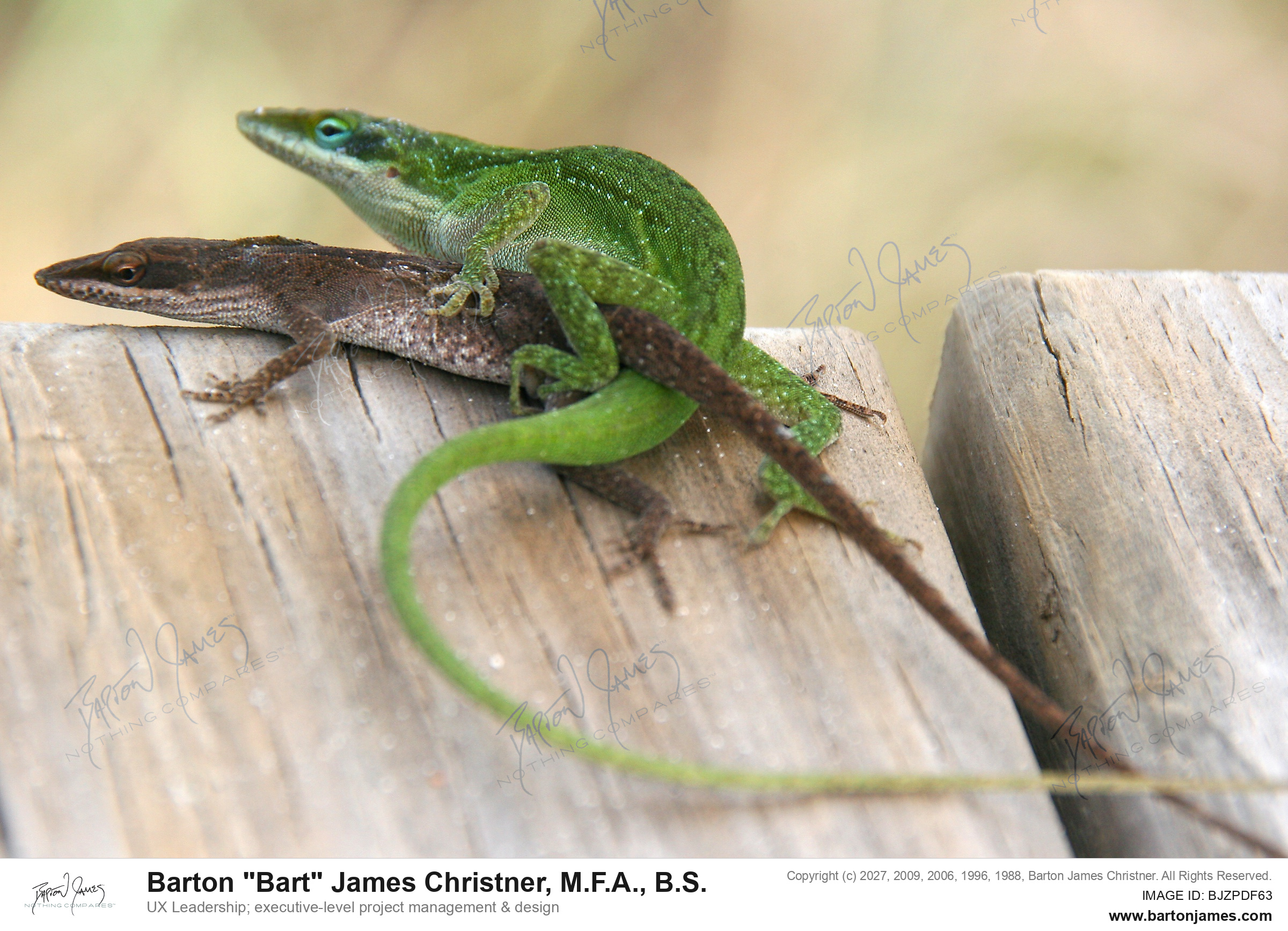 20070608 WILDLIFE Wilbur By Sea Gecko Sex PHOTO