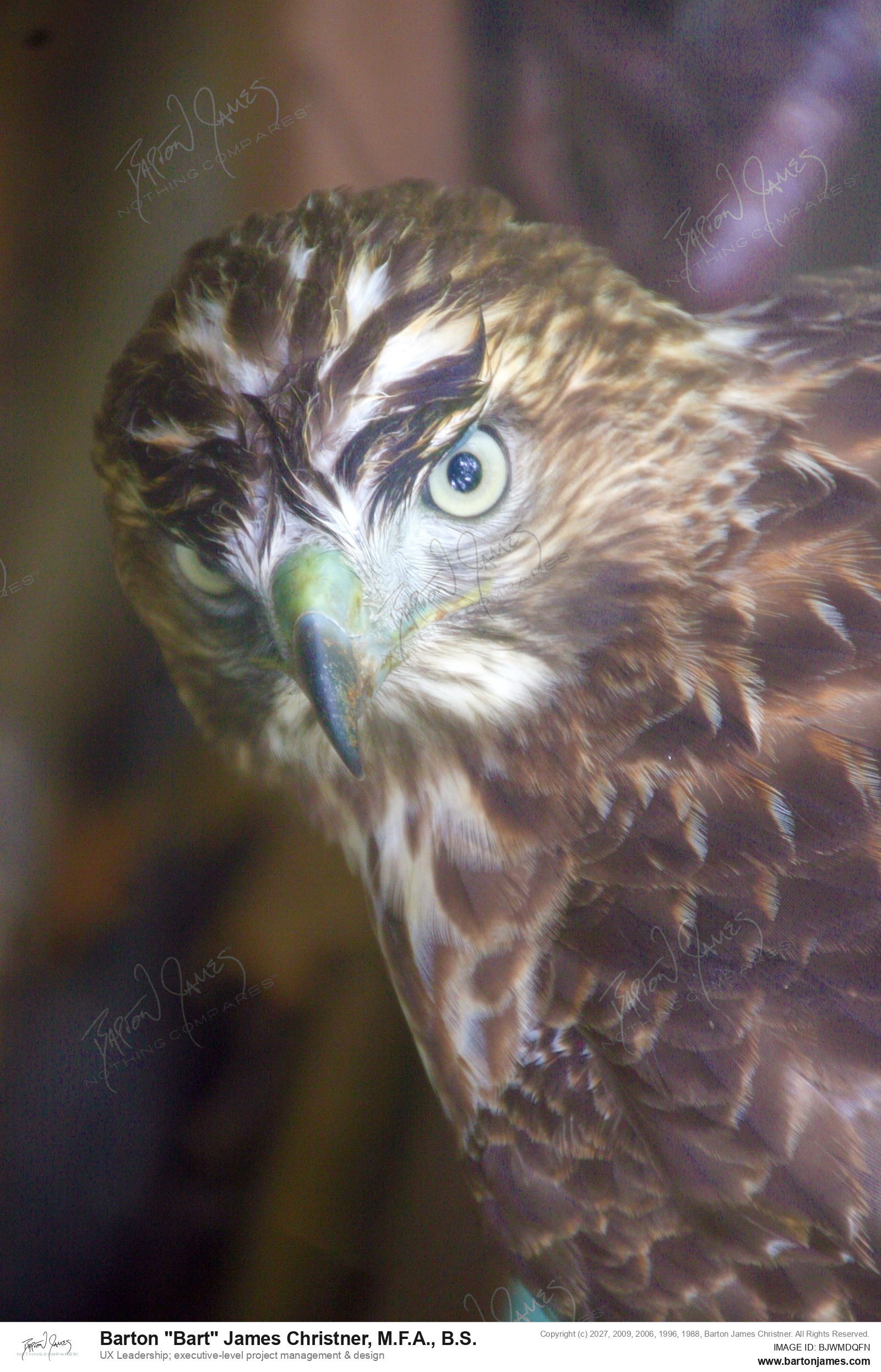 20130727 WILDLIFE CDACooper Hawk Spotted By Reed Bad Right Leg PHOTO