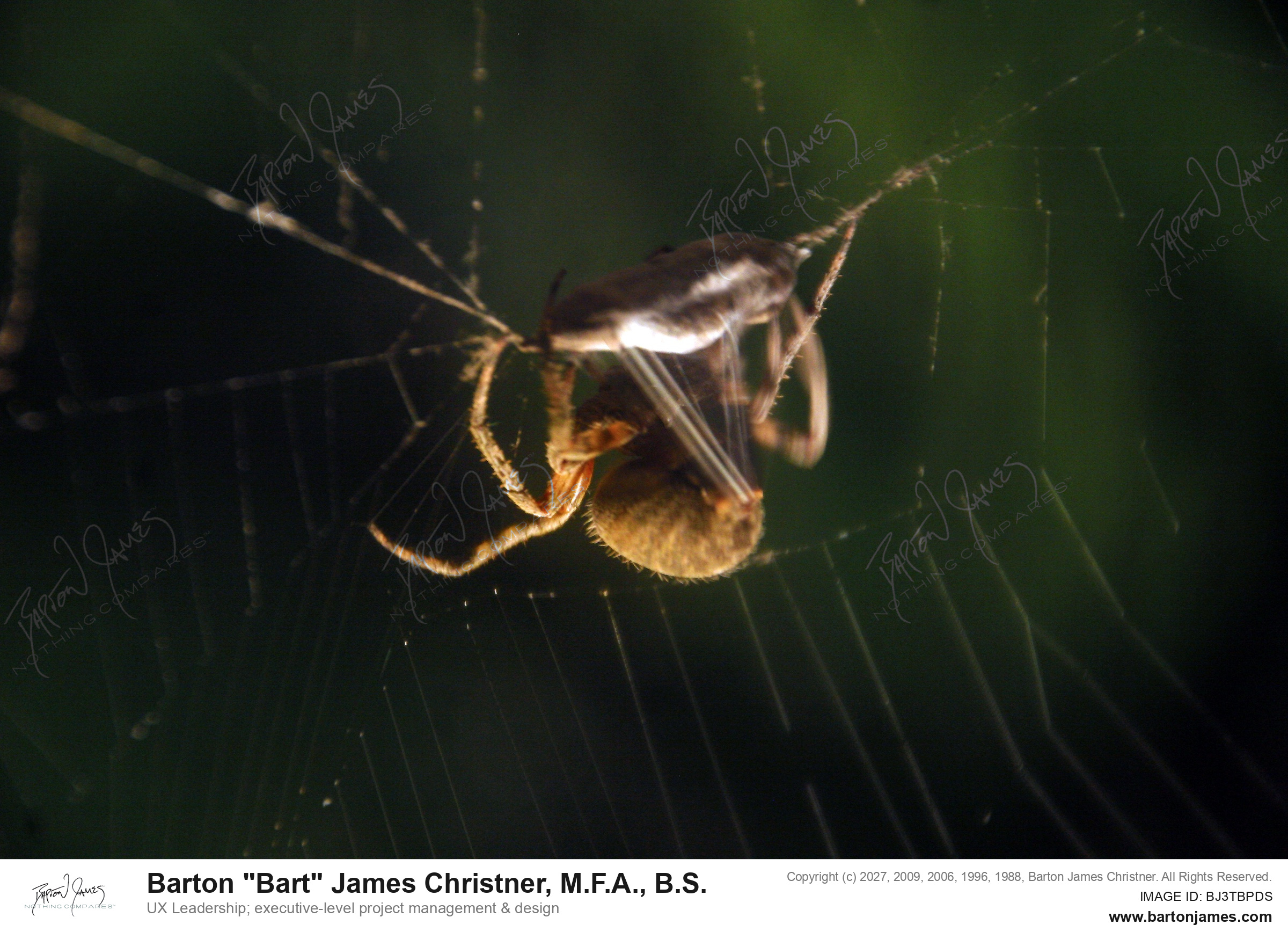 20130903 FAUNA CDAItsy Bitsy Spider PHOTO
