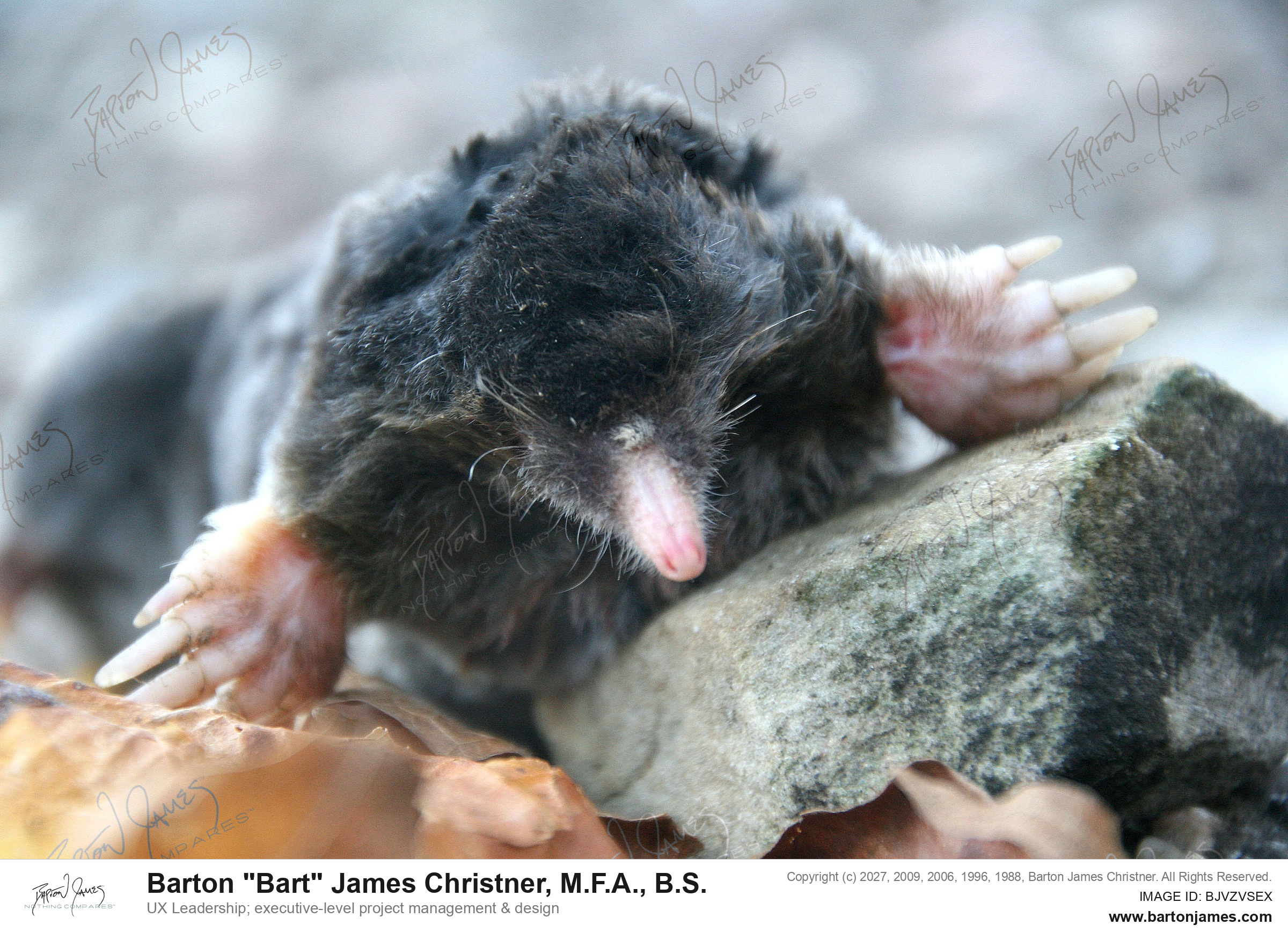 20131020 WILDLIFE CDAShrew At Dam CU PHOTO