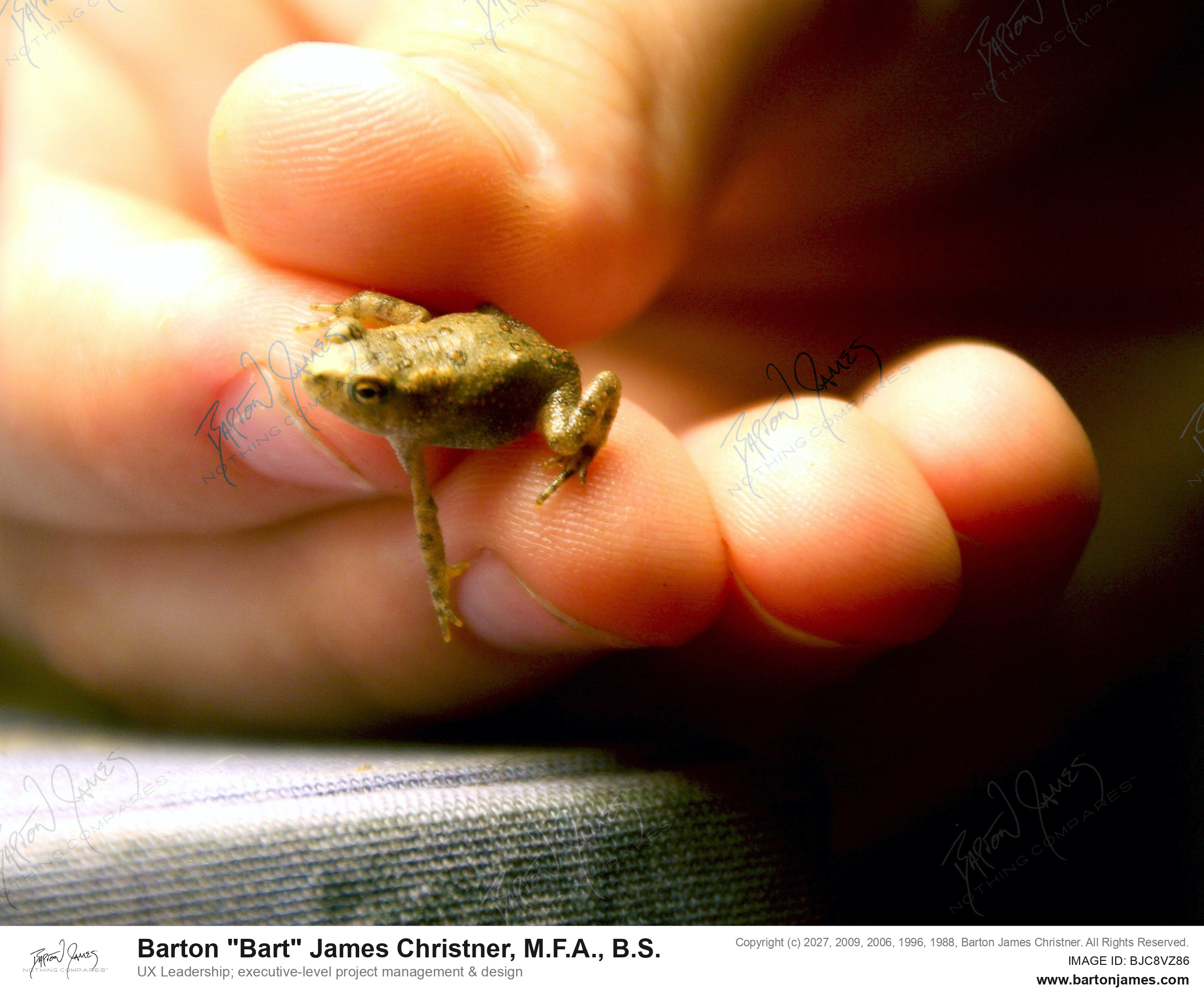 20140715 WILDLIFE CDALittle Toad In Hands Lucas PHOTO